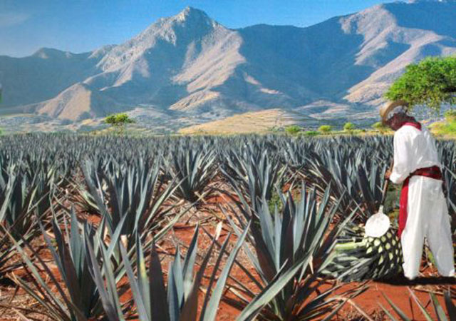 Agave Harvest