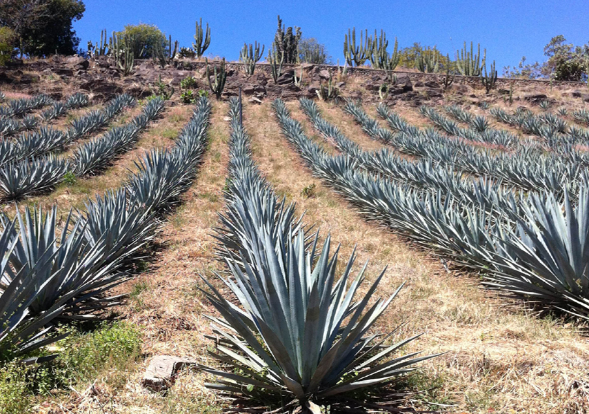 Agave plats to be havested in near future for Mexi-Cola agave netar.