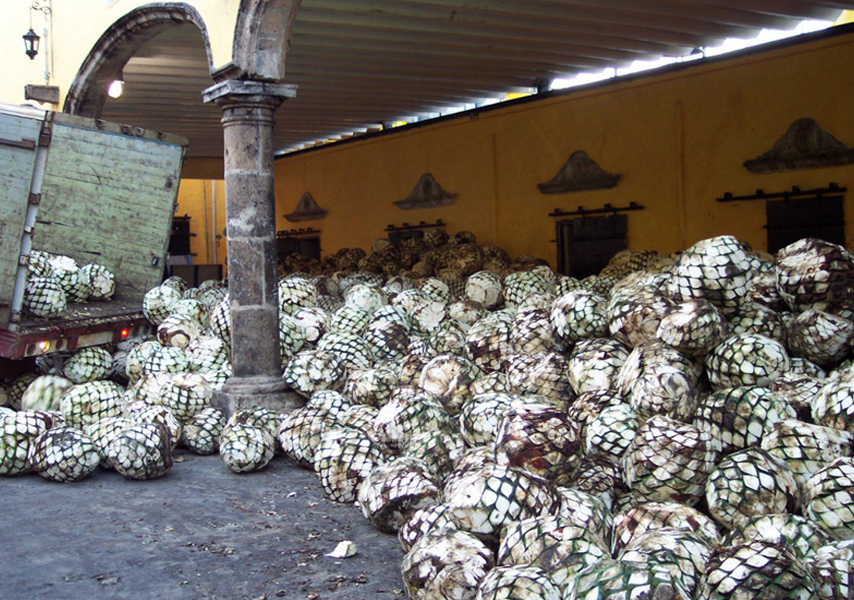 A days work, briging in agave from the fields to be turned into sweetener.